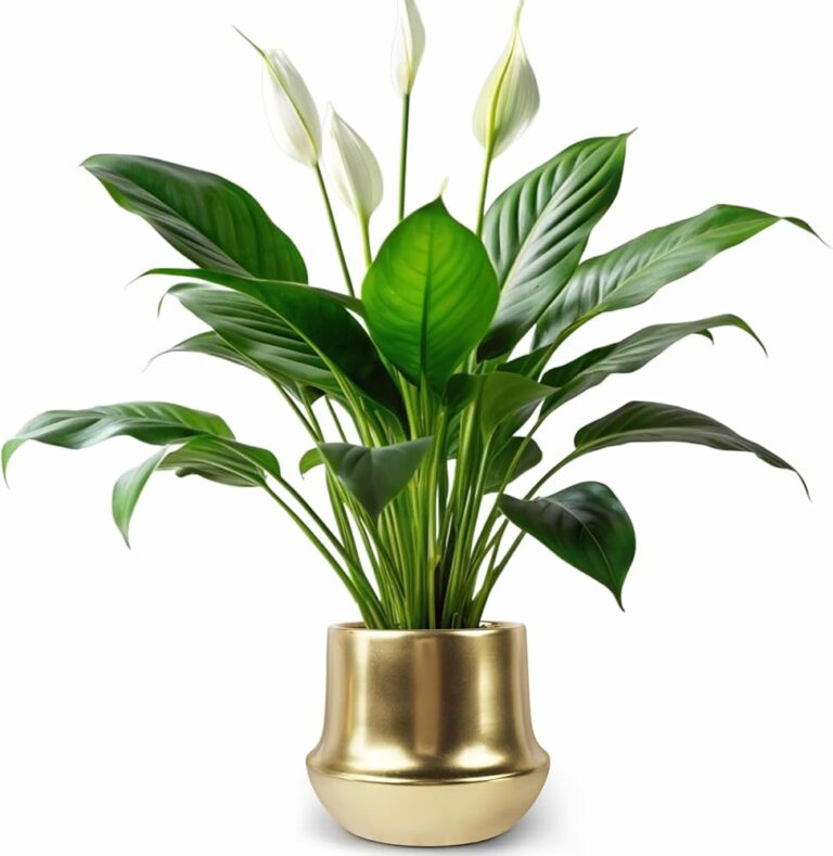 How Long Do Peace Lily Flowers Last in Riyadh, Saudi Arabia