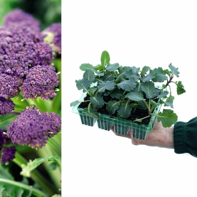 Is Broccoli a Flower in Riyadh, Saudi Arabia