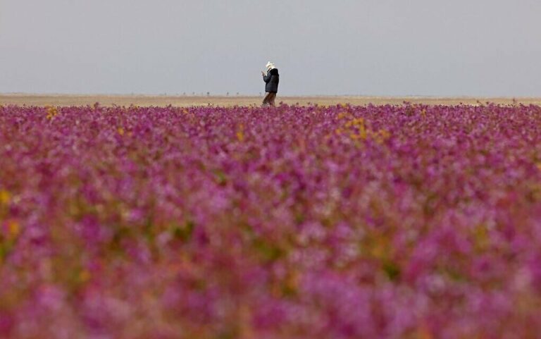When the Flowers Bloom in Riyadh, Saudi Arabia