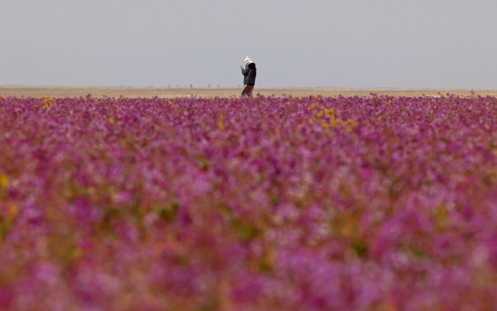 When the Flowers Bloom in Riyadh, Saudi Arabia