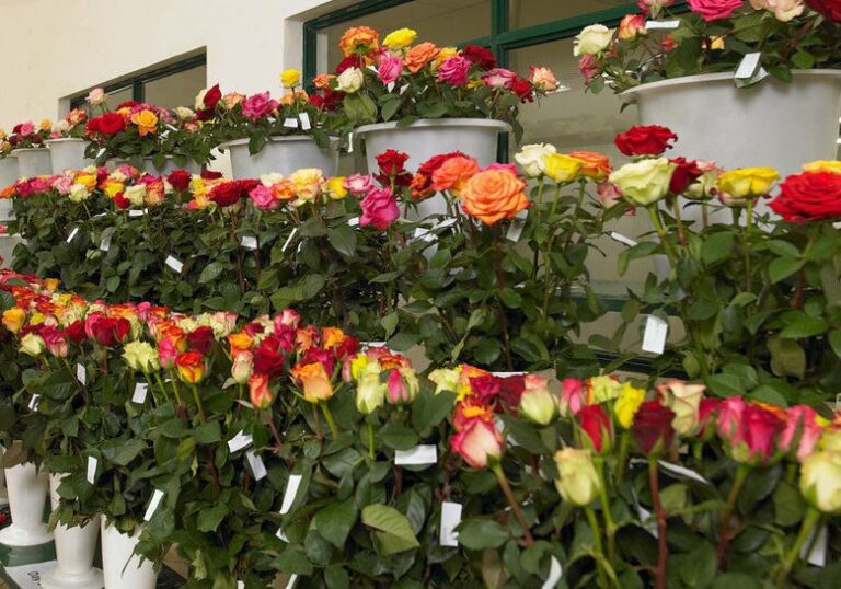 Where to Buy Flowers in Bulk in Riyadh, Saudi Arabia