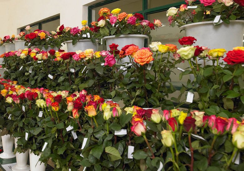 Where to Buy Flowers in Bulk in Riyadh, Saudi Arabia